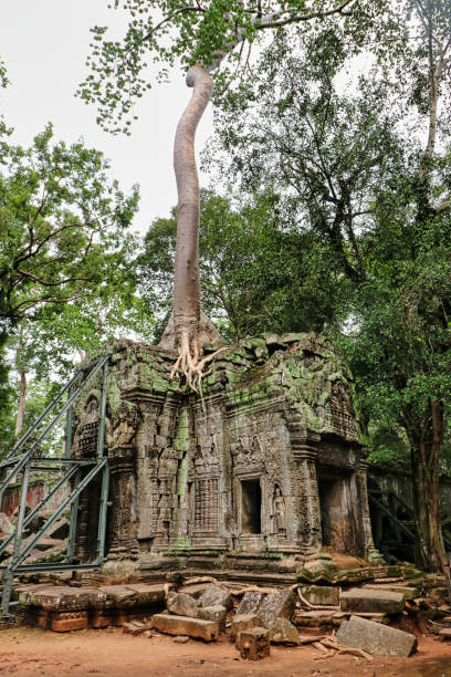 ta phrom tree świątynia sławy tomb raider - bayon phrom zdjęcia i obrazy z banku zdjęć