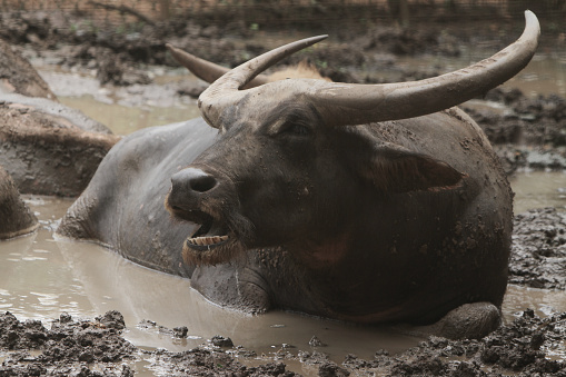 an adult buffalo wallowing in the mud