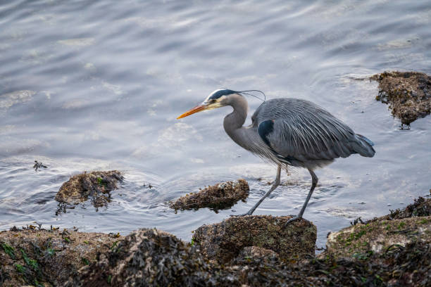 istock Heron Hunting for Food 1794043927