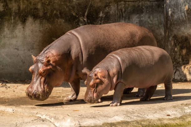 istock Adult & child hippo 1794044483