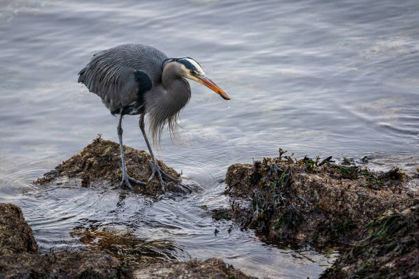 istock Heron Hunting for Food 1794045010