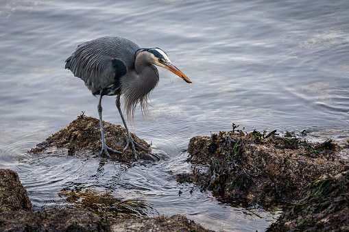 Heron's hunting for food at the Esquimalt Lagoon in Victoria, BC.