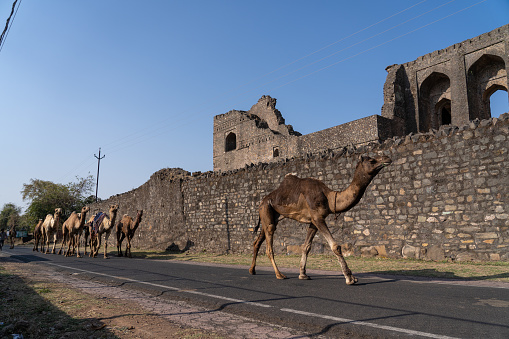 Walking camels in front of antique structure, Mandu at India.