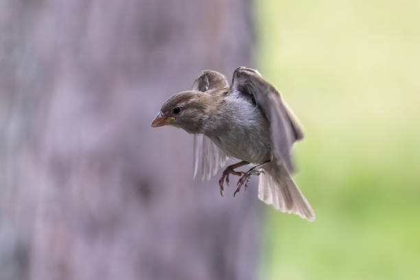 istock Birds in Flight Photography 1794048161