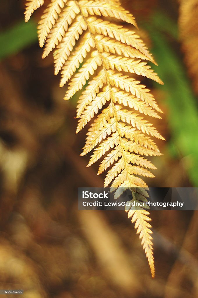 All The Leafs sono marrone - Foto stock royalty-free di Ambientazione esterna