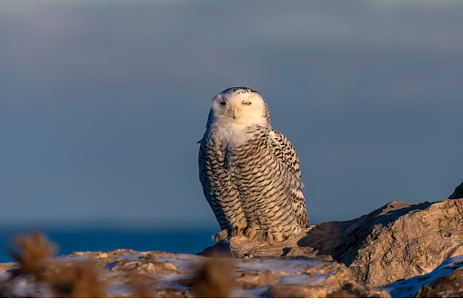 The Snowy owl (Bubo scandiacus), also known as the polar owl, the white owl and the Arctic owl on the shore Lake Michigan in winter during migration from the north.