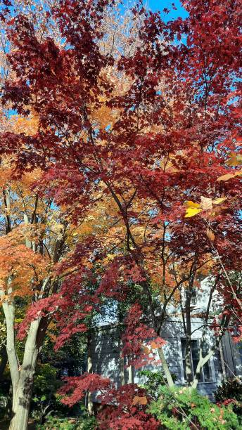 istock View of trees with red and yellow leaves 1794062424