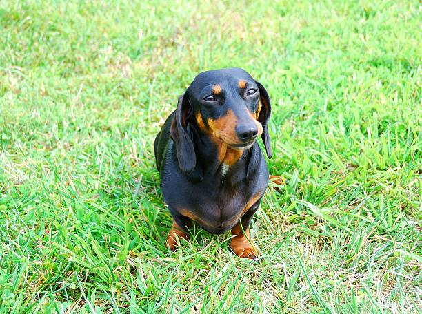 istock Black and Tan Dachshund sitting in the Green Grass 179406394