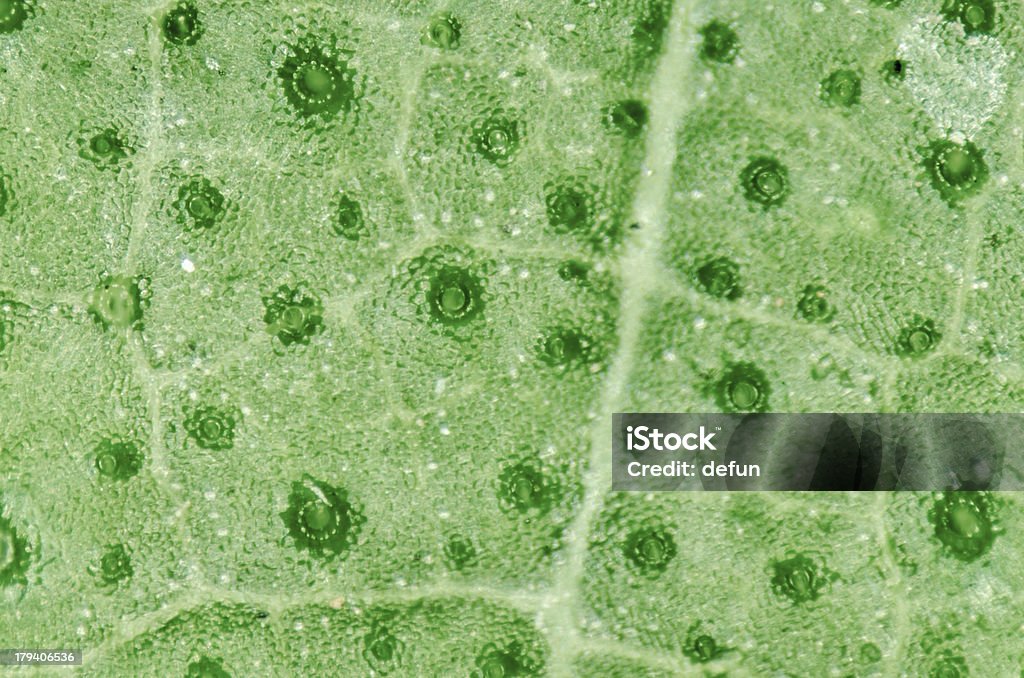 Зеленый лист с дыханием клеток Устьице - Стоковые фото Устьице роялти-фри