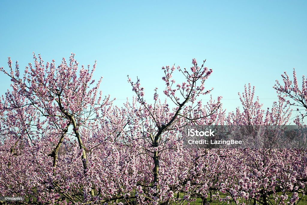 Персик деревья в Blossom - Стоковые фото Без людей роялти-фри