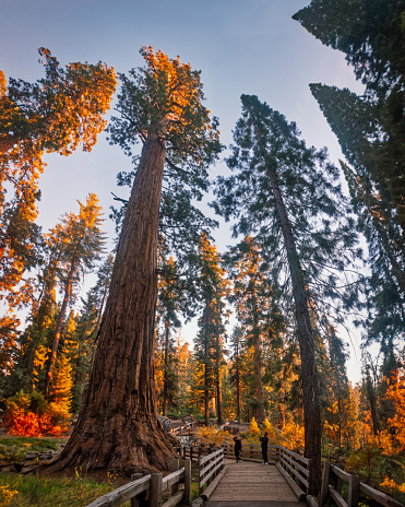 Sunset at Sequoia & Kings Canyon National Parks in California, USA