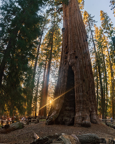 General Sherman Sequoia Tree at Sequoia & Kings Canyon National Parks in California, USA