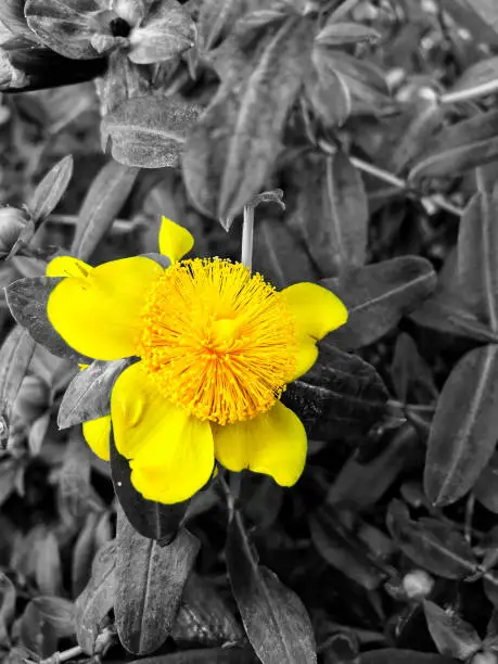 Yellow flower in black and white color splash background