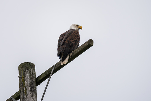 Portrait of Bald eagle (Haliaeetus leucocephalus)