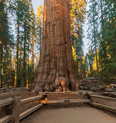 General Sherman Sequoia Tree at Sequoia & Kings Canyon National Parks in California, USA