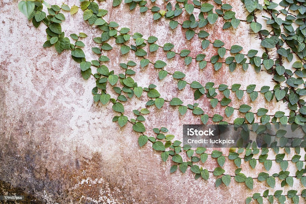Pflanze auf die alte Wand für Hintergrund - Lizenzfrei Anstrengung Stock-Foto