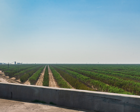 Crops growing on the outskirts of Bakersfield, California, USA