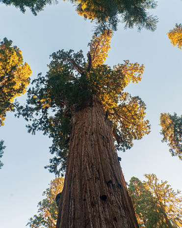 Grant Tree Sequoiadendron giganteum