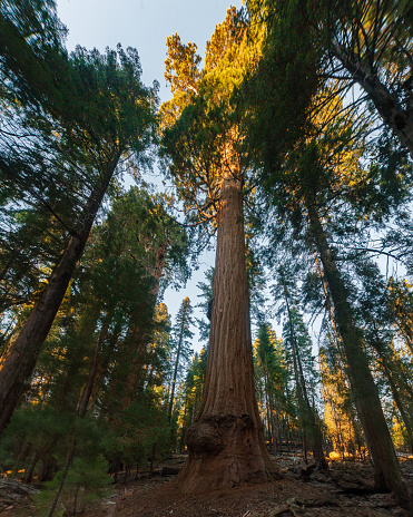 Large Sequoia Tree at Sequoia & Kings Canyon National Parks in California, USA