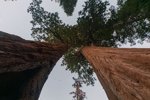 looking up inside thick forest , Coastal Pines , Monterrey Live Oak , Pacific Coastal Pines of Northern California Close to Monterrey , California , USA