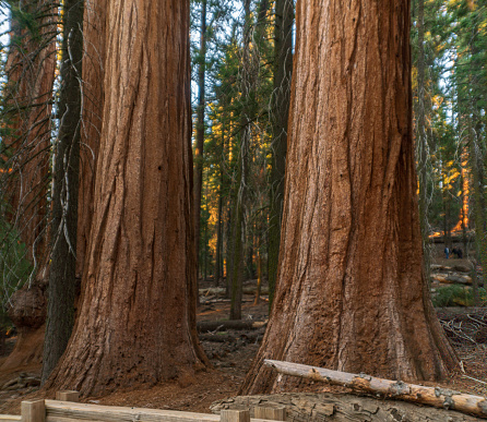 Two Sequoia Trees in Sequoia & Kings Canyon National Parks in California, USA