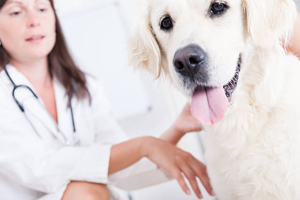 istock Young female veterinary caring of a beautiful dog 179409687