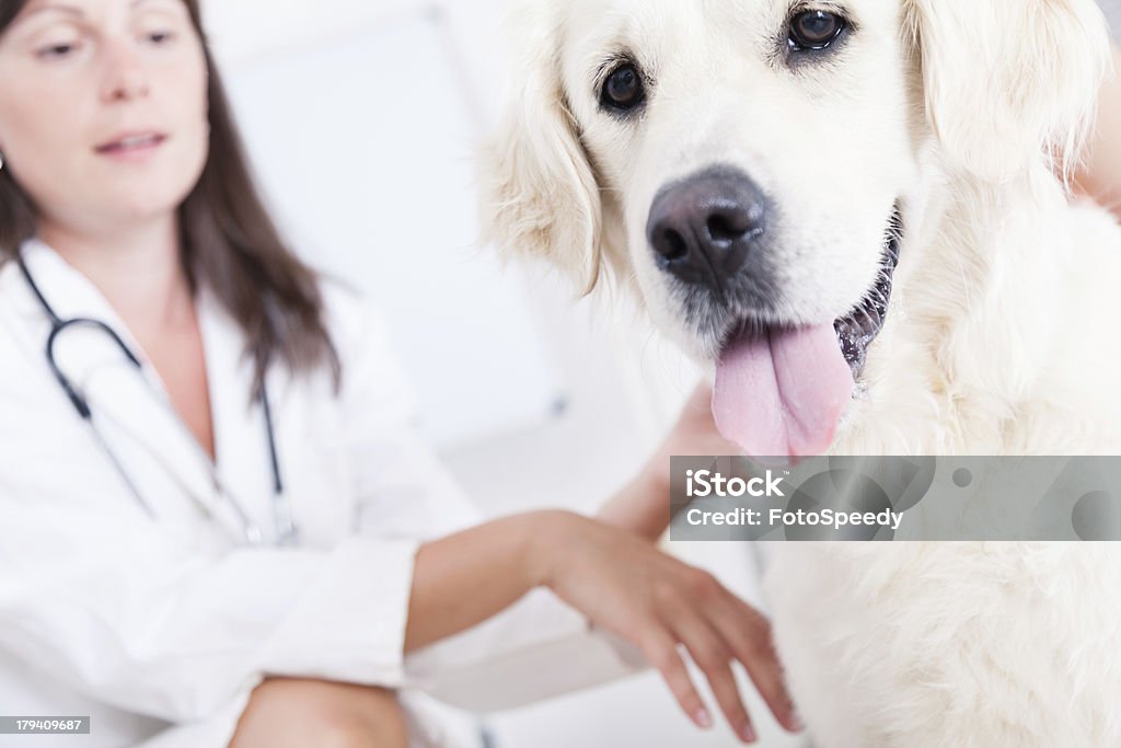 Feminino veterinário jovem cuidar de um cão bonito - Royalty-free Adulto Foto de stock