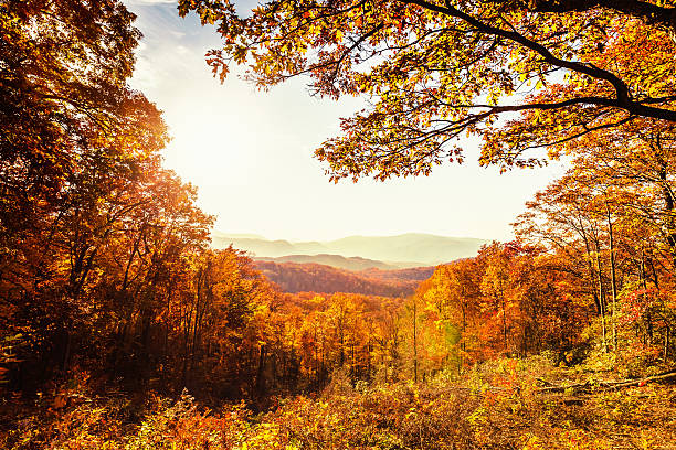 아름다운 가을 풍경 - great smoky mountains great smoky mountains national park fog mountain 뉴스 사진 이미지