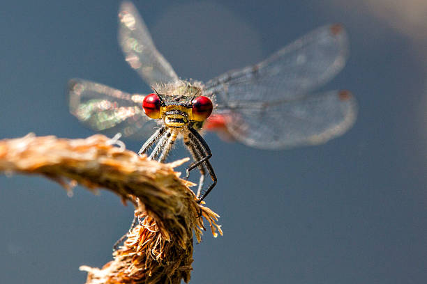 Red Damselfly stock photo