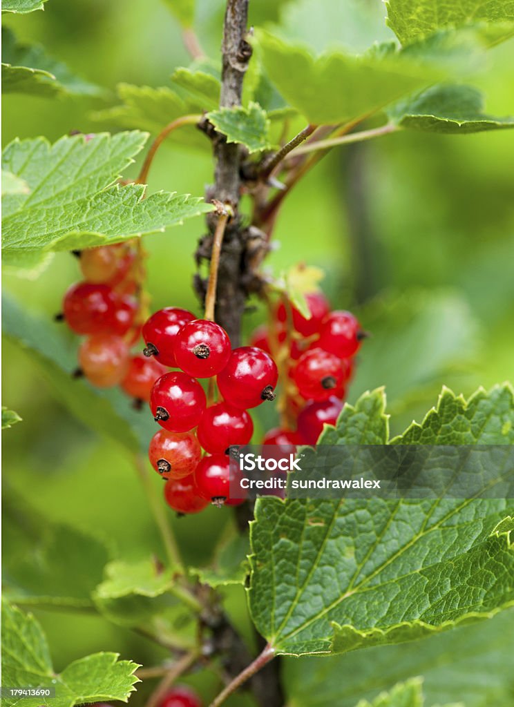 red currant on a branch Agriculture Stock Photo