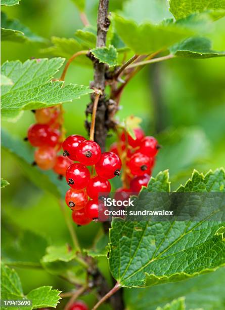 Red Currant On A Branch Stock Photo - Download Image Now - Agriculture, Backgrounds, Berry Fruit
