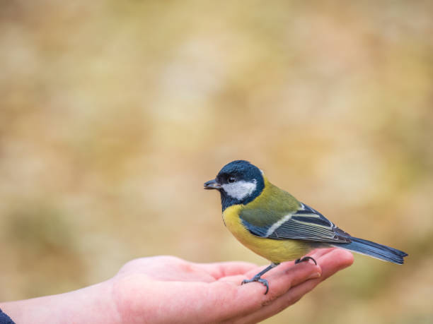 istock A tit sits on a man's hand and eats seeds. 1794139566
