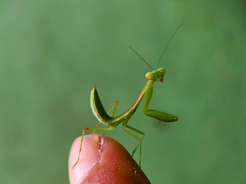 A Close-up Focus Stacked Image of a Carolina Praying Mantis on an Out of Focus Green Background