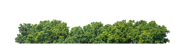 istock Green Trees isolated on white background. 1794141657