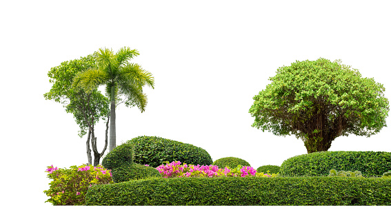 Different shape of topiary tree at blue sky in Minjiang public garden at Fuzhou, China. blue sky.