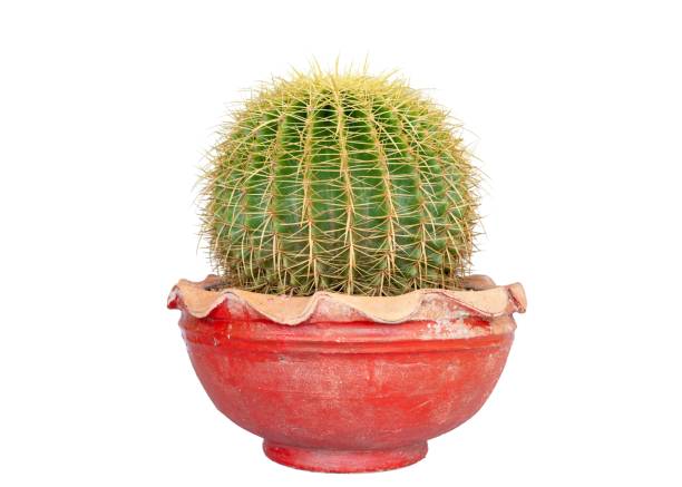 Echinocactus grusonii golden barrel cactus isolated on white background