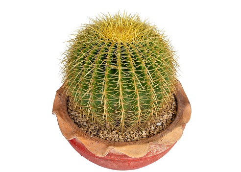 Echinocactus grusonii golden ball cactus isolated on white background