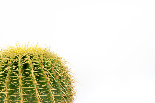 Golden barrel cactus echinocactus frusonii isolated on white background