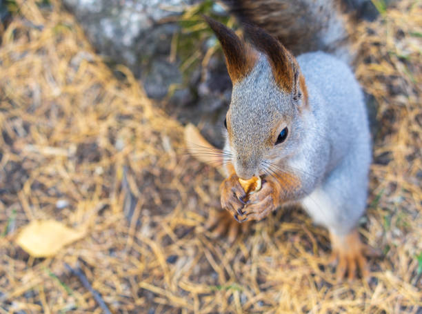 istock Autumn squirrel with nut sits on green grass with fallen yellow leaves 1794156927