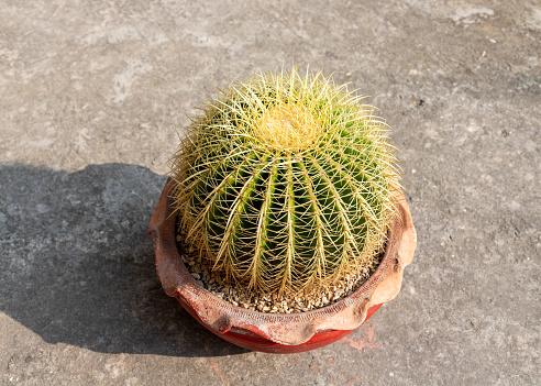 Golden barrel cactus echinocactus grusonii with beautiful yellow thorns in red clay pot