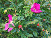 Rosehip bush with flowers and fruits.