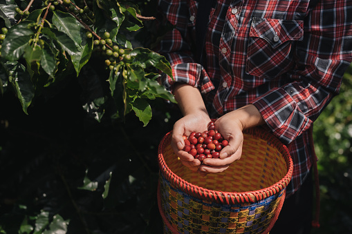 Focus on coffee beans in the hands of an Asian Chinese woman harvesting organic coffee beans during the harvest season