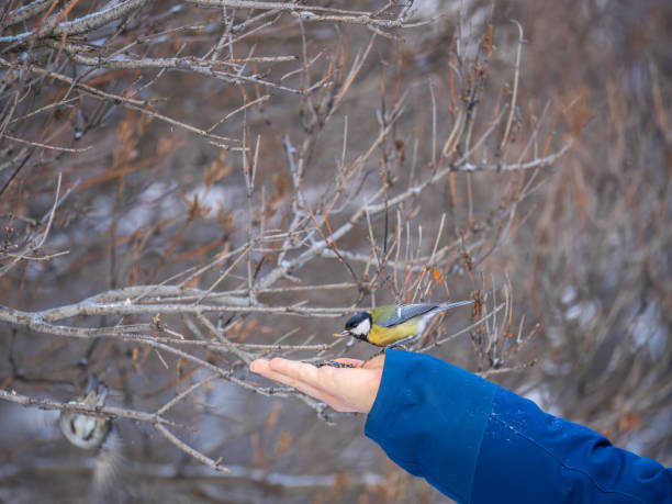 A tit sits on a man's hand and eats seeds. Taking care of birds in winter.