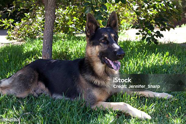 Deutscher Schäferhund Hund Auf Dem Rasen Stockfoto und mehr Bilder von Abwarten - Abwarten, Das Leben zu Hause, Deutscher Schäferhund