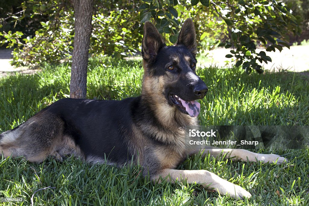 Cão Pastor Alemão na grama - Foto de stock de Amizade royalty-free