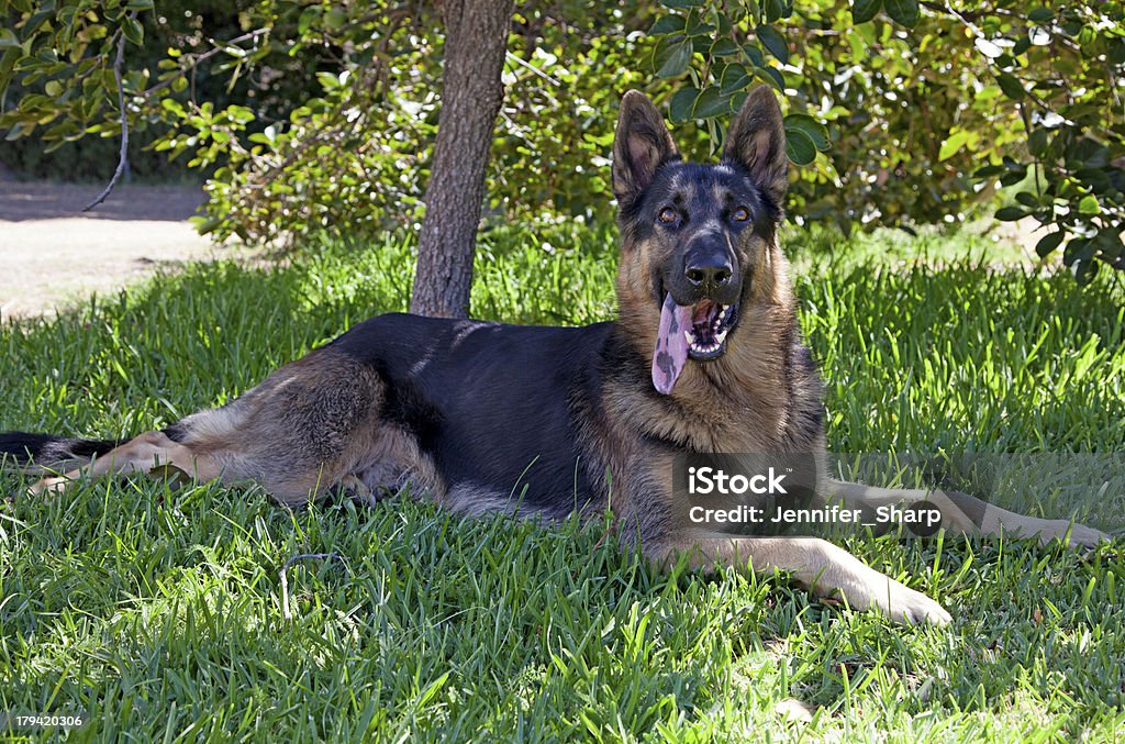 Deutscher Schäferhund Hund auf dem Rasen - Lizenzfrei Abwarten Stock-Foto