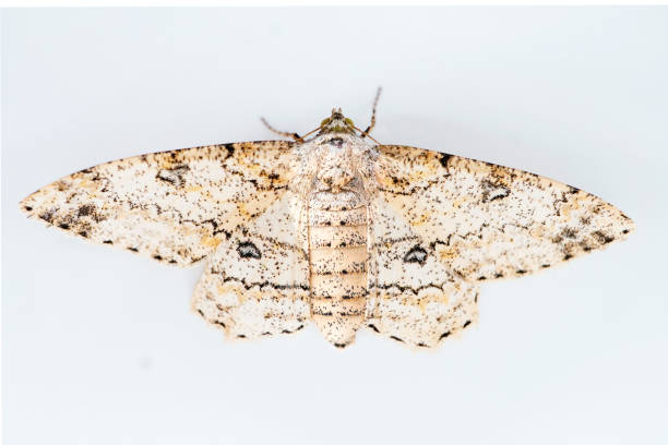 istock Adult geometrid moth perching with wings spread on white background 1794205883