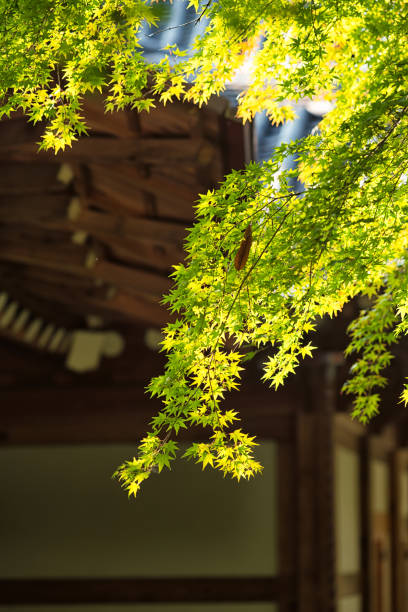 istock Autumn Garden in Seoul 1794208612