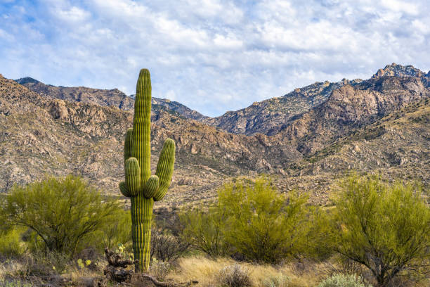 istock A long slender Saguaro Cactus in Catalina SP, Arizona 1794209027