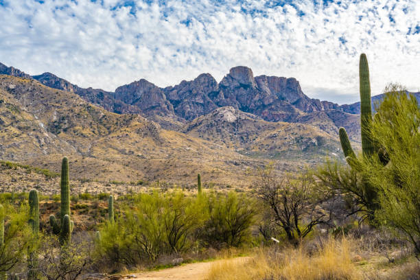 istock A long slender Saguaro Cactus in Catalina SP, Arizona 1794209045